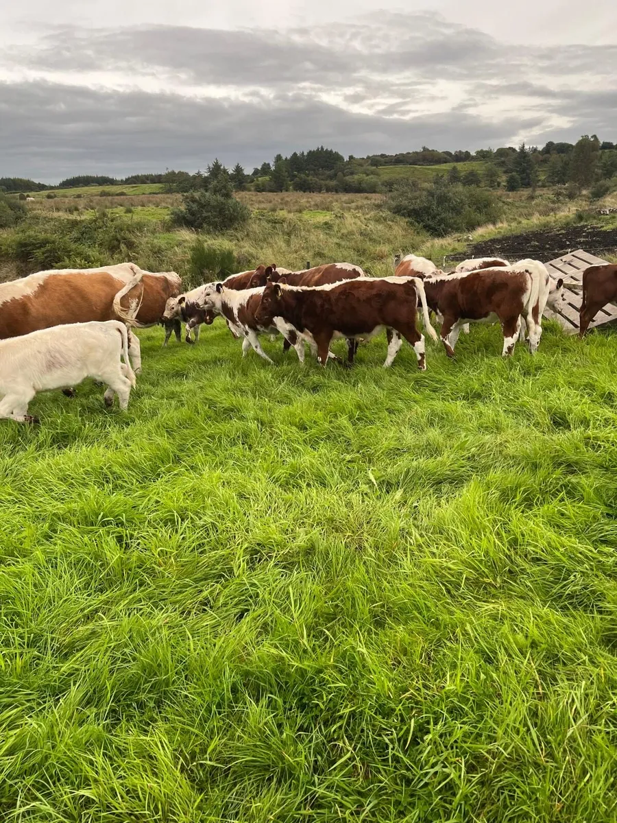 Irish Moiled Heifer Calves - Image 4