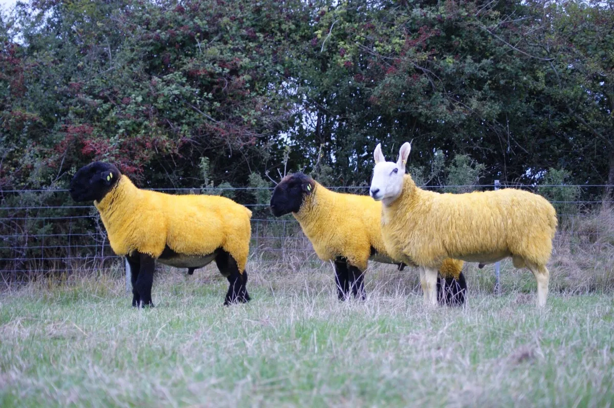 Suffolk Hogget Rams - Image 3