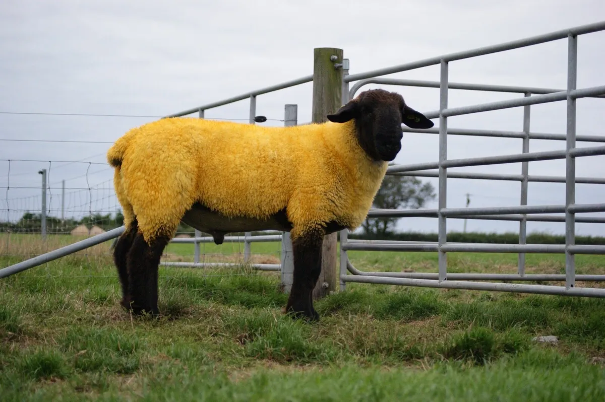 Suffolk Hogget Rams - Image 1