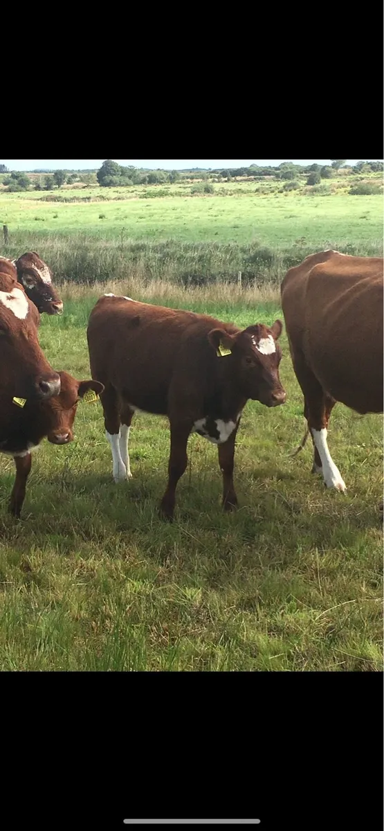 Irish Moiled Heifer Calves - Image 1