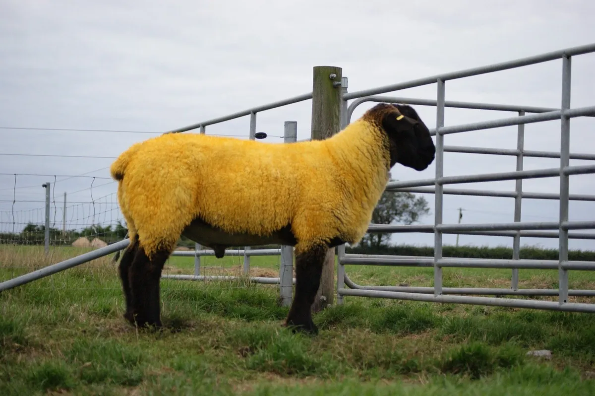 Suffolk Hogget Rams - Image 2