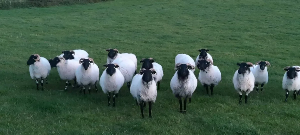Blackface Mountain Hoggets - Image 1