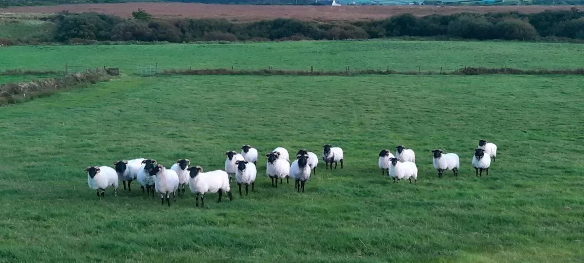 Blackface Mountain Hoggets - Image 2
