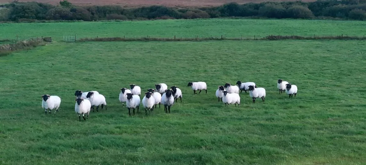 Blackface Mountain Hoggets - Image 3