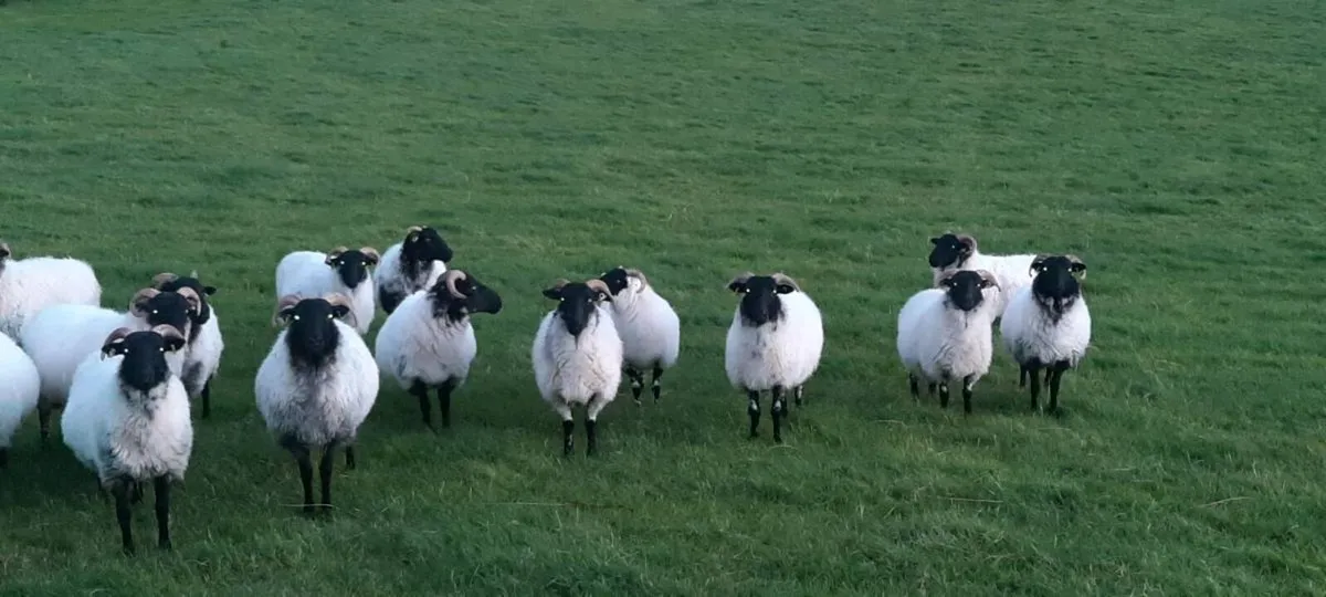 Blackface Mountain Hoggets - Image 4
