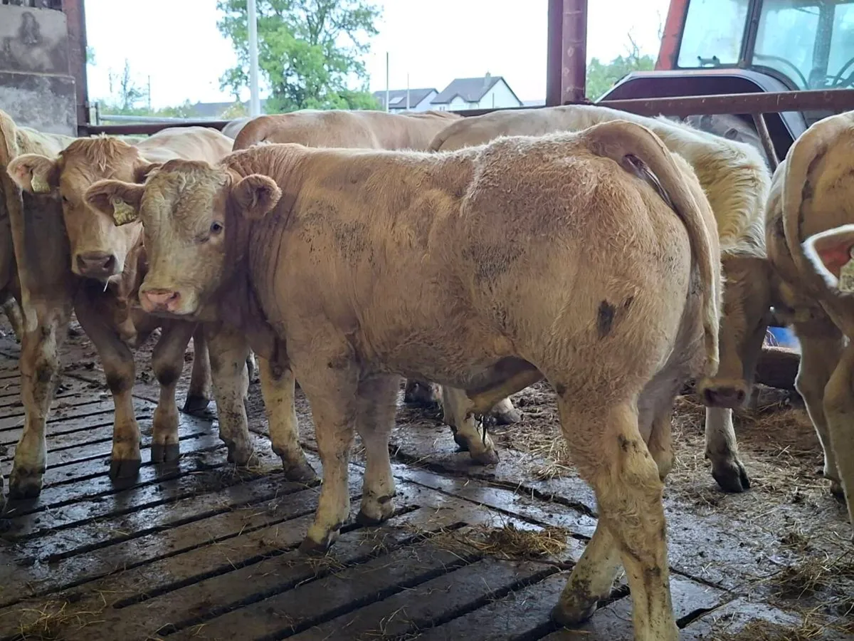 14 Smashing Charlaois bull Weanlings - Image 1