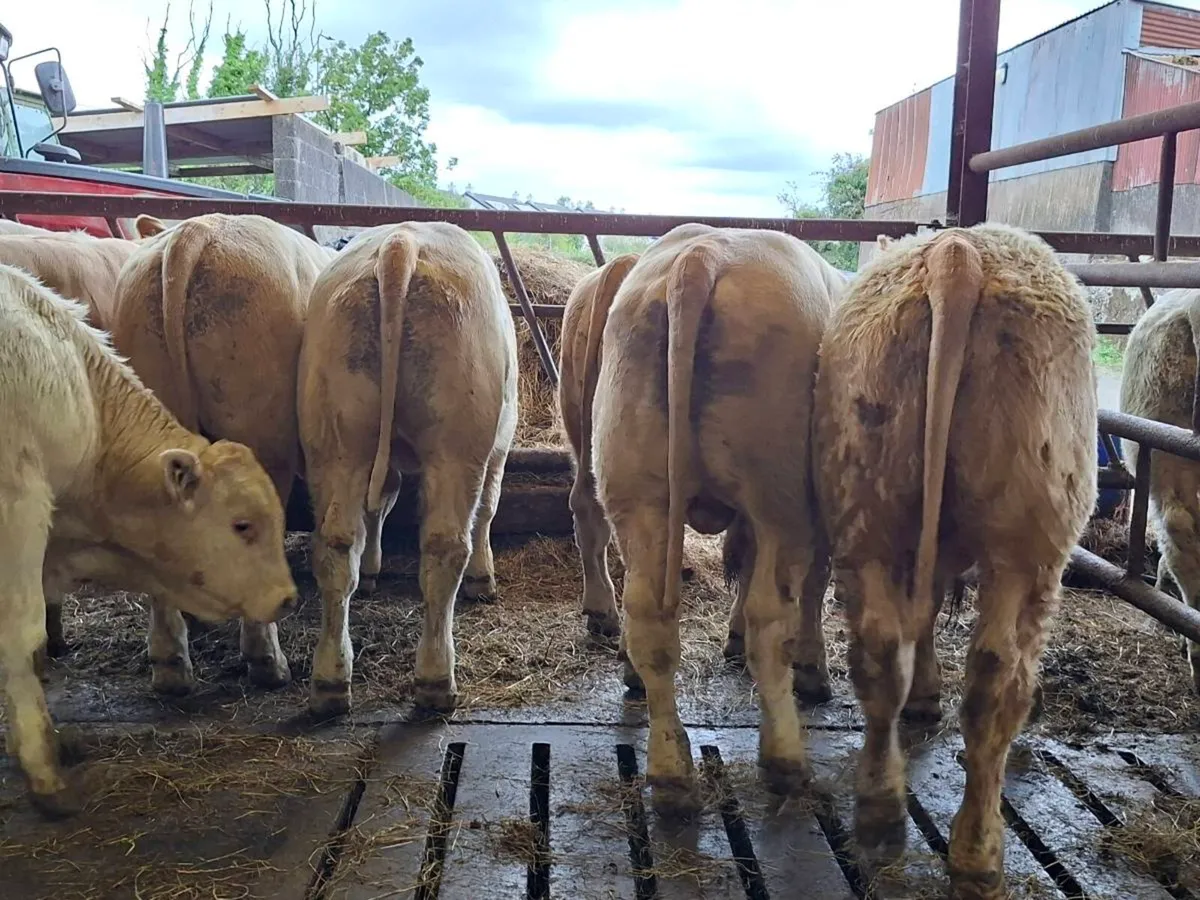 14 Smashing Charlaois bull Weanlings - Image 2