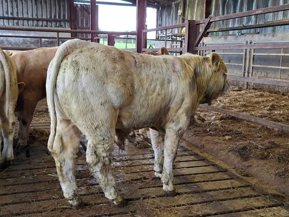 14 Smashing Charlaois bull Weanlings - Image 3