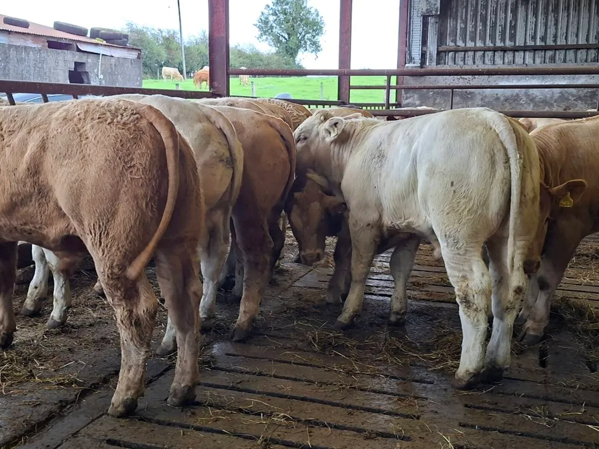 14 Smashing Charlaois bull Weanlings - Image 4