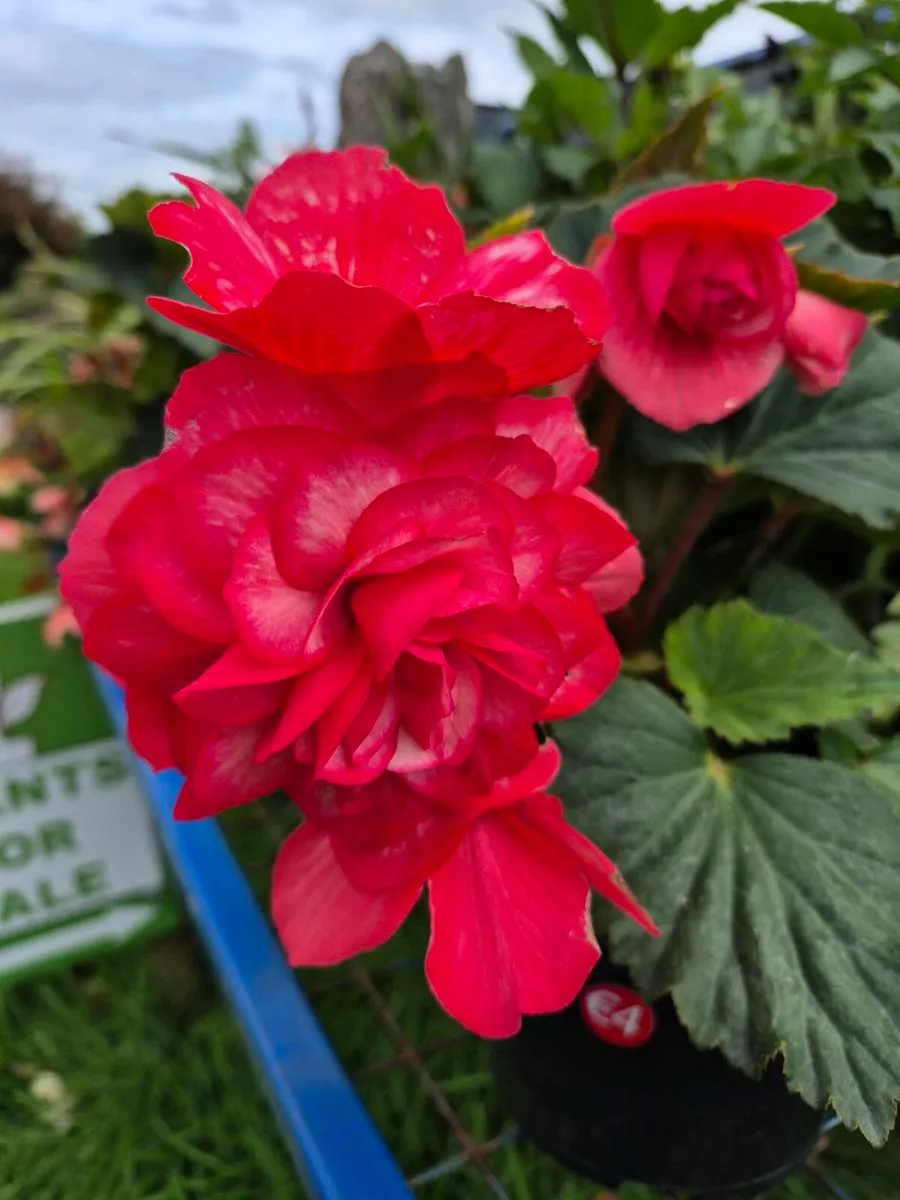 Plants 🪴 end of season sale - Image 1