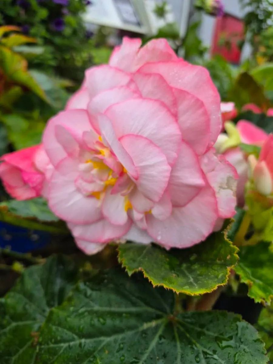 Plants 🪴 end of season sale - Image 3