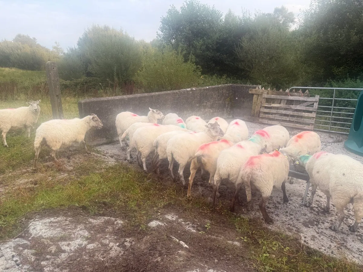 17 Crossbred Ewes - Image 3