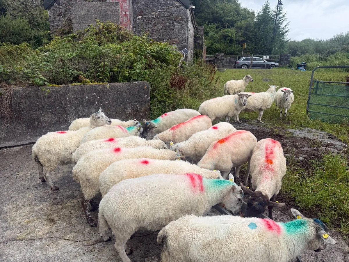 17 Crossbred Ewes - Image 4