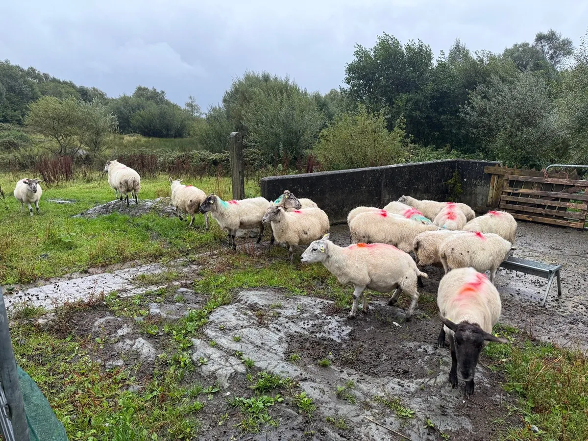 17 Crossbred Ewes - Image 2