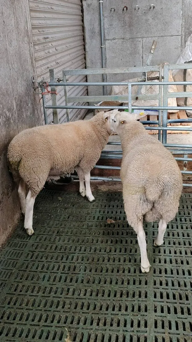 2 Pedigree Lleyn Ram - Image 1