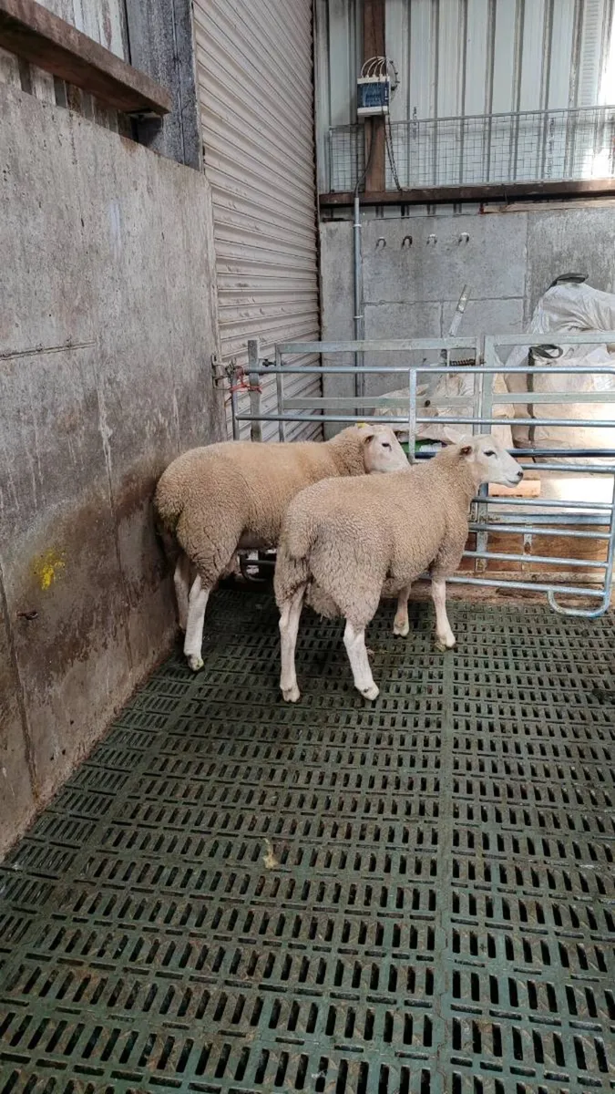 2 Pedigree Lleyn Ram - Image 2