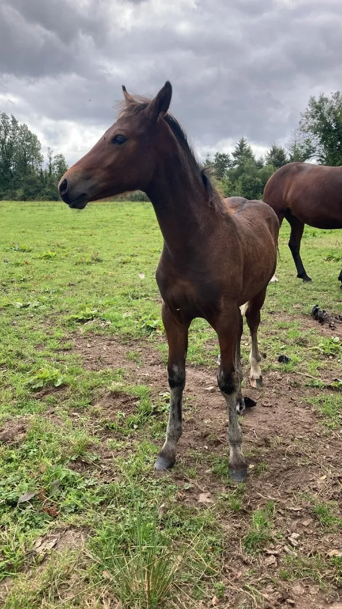 Colt Foal - Image 2