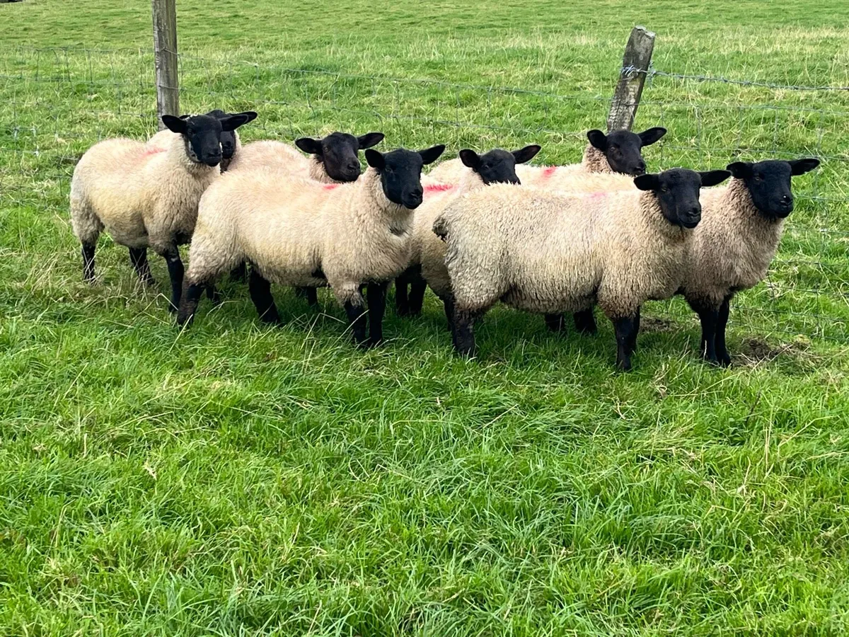 Suffolk X ewe lambs on offer - Image 3