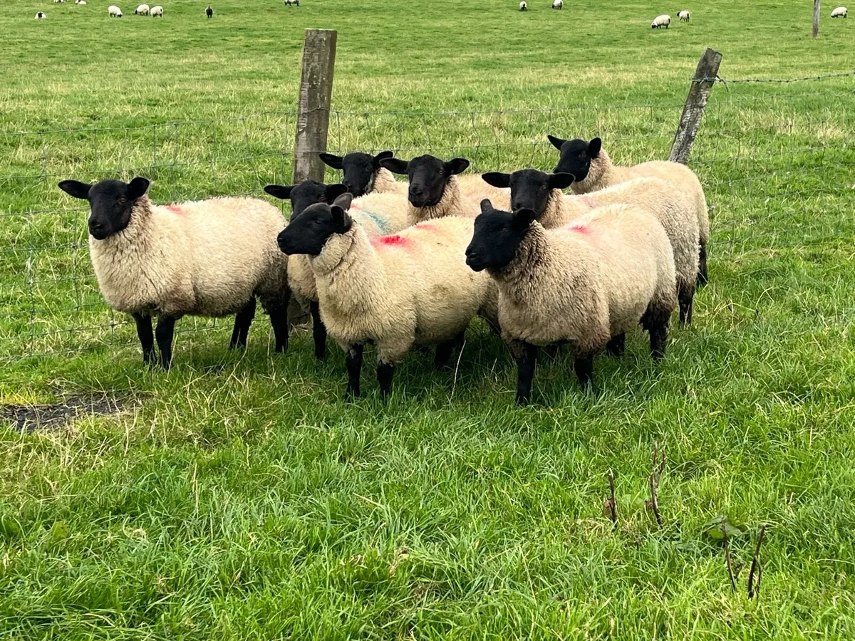Suffolk X ewe lambs on offer - Image 4