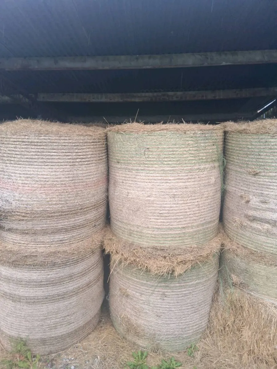 Hay