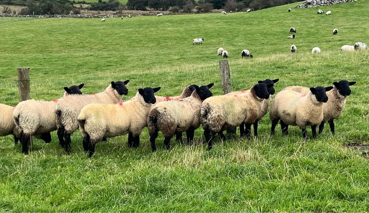 Suffolk X ewe lambs on offer - Image 2