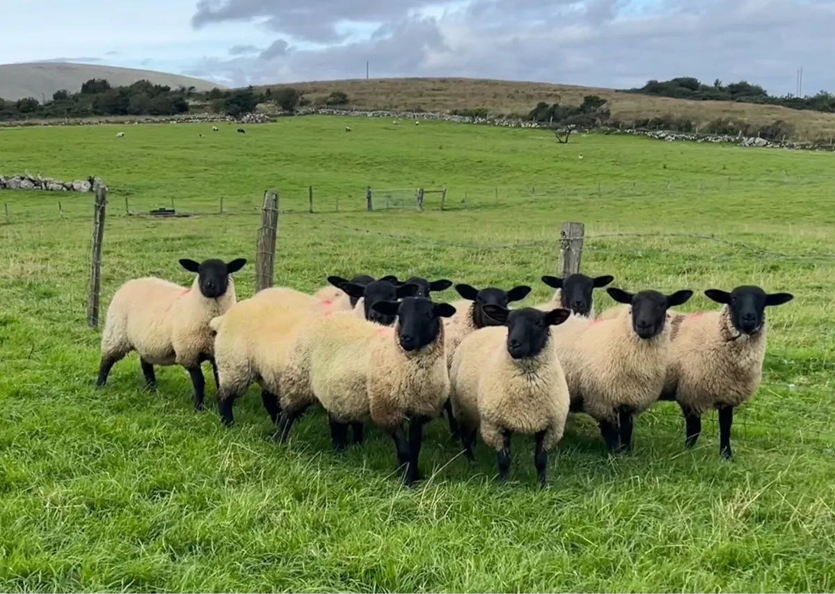 Suffolk X ewe lambs on offer - Image 1