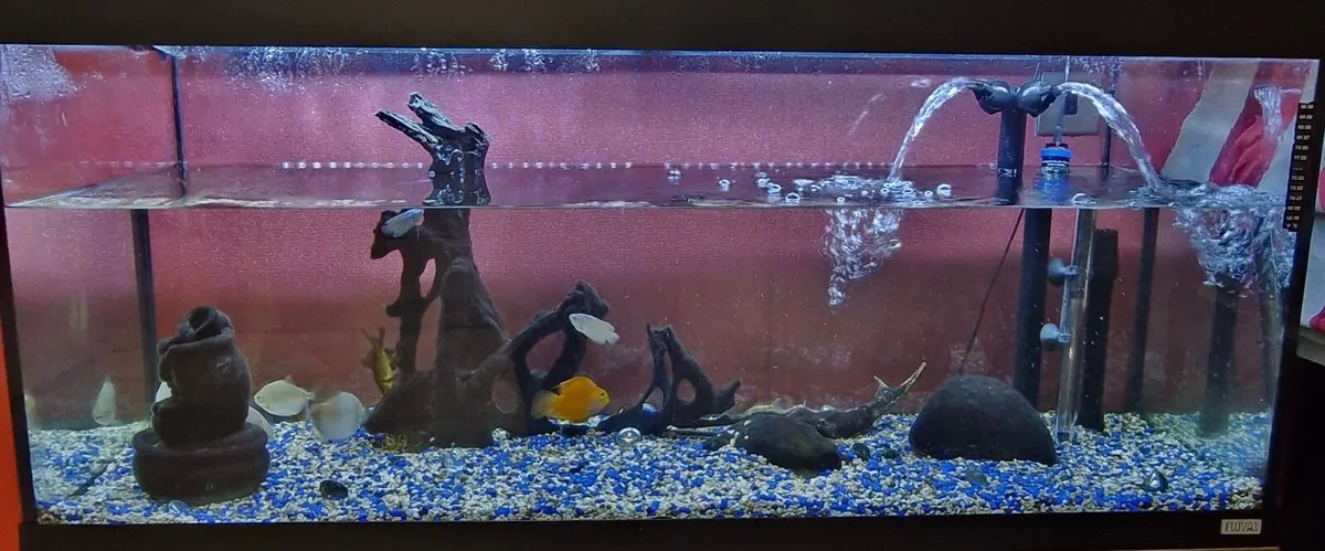 fishes - Image 3