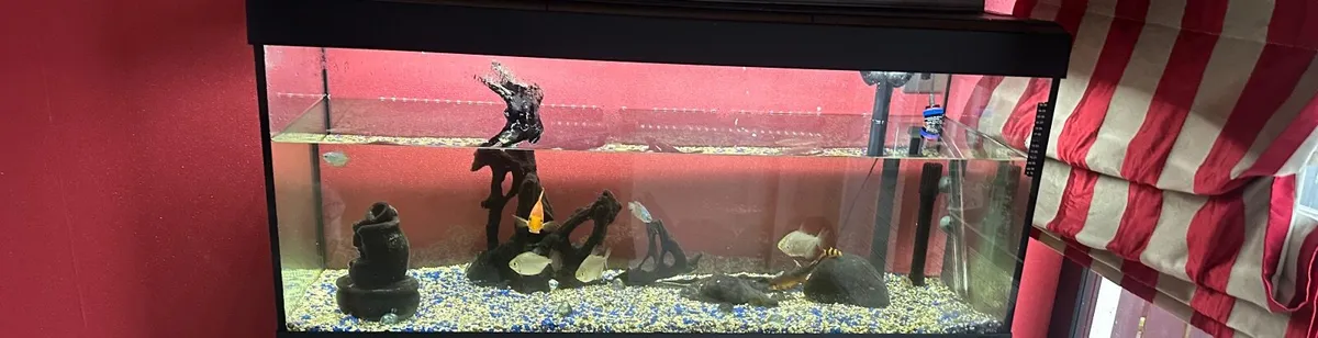 fishes - Image 4