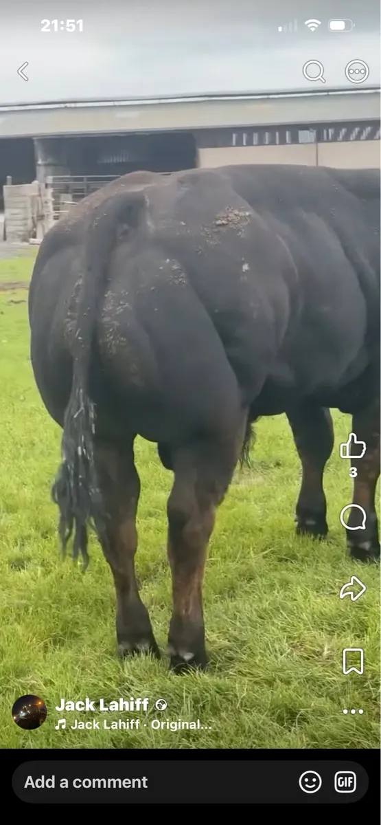 Gort Mart: Thurs 10th Sept BBX show sale - Image 3
