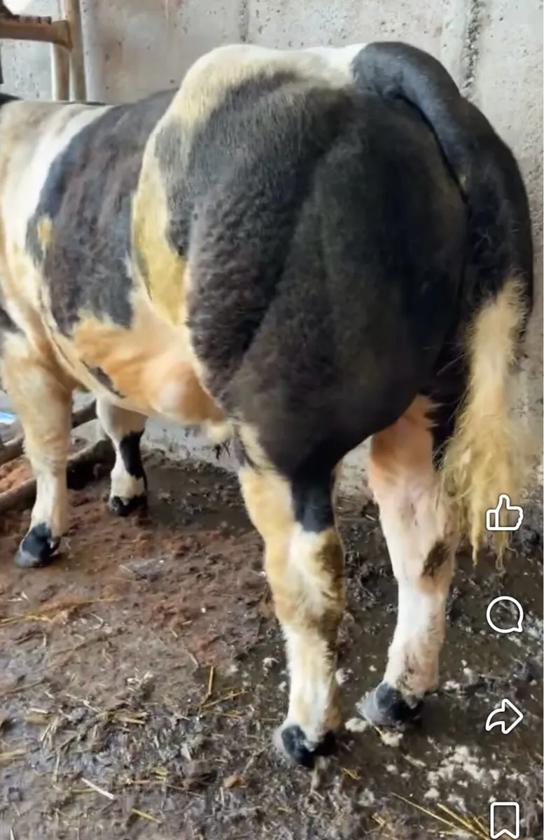 Gort Mart: Thurs 10th Sept BBX show sale - Image 4