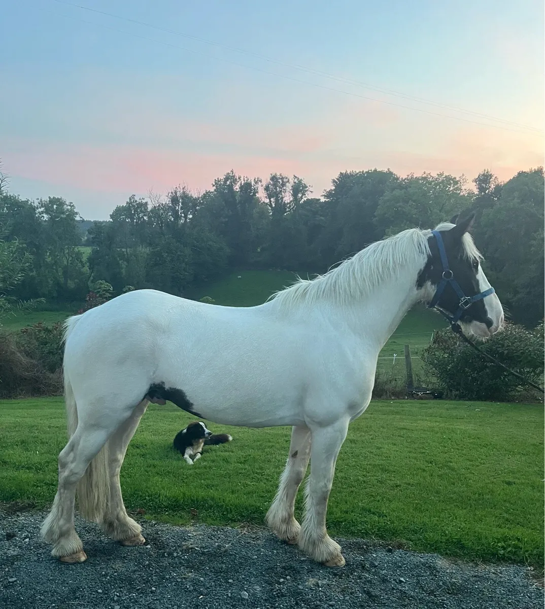 Lovely Cob gelding - Image 1