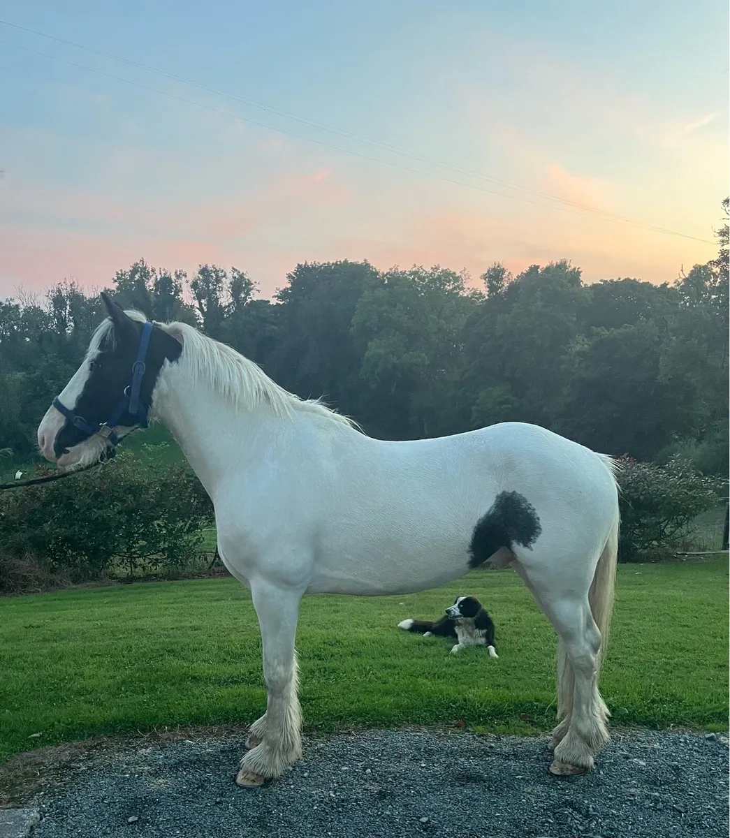 Lovely Cob gelding - Image 2