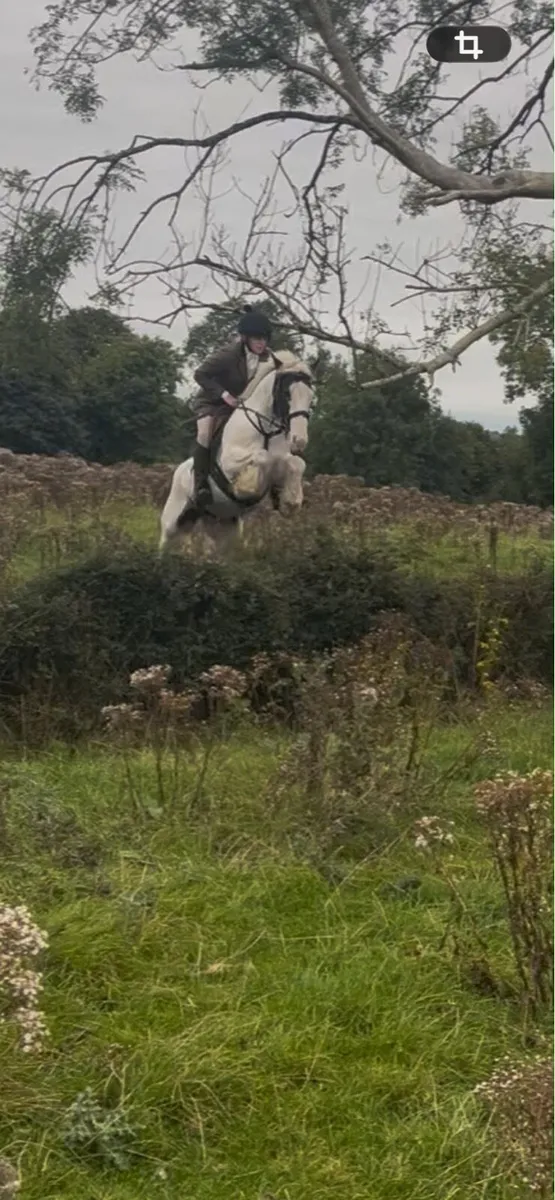 Lovely Cob gelding - Image 3