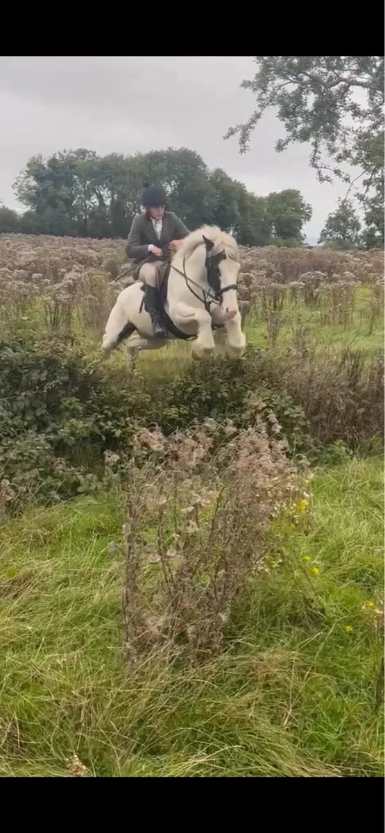 Lovely Cob gelding - Image 4