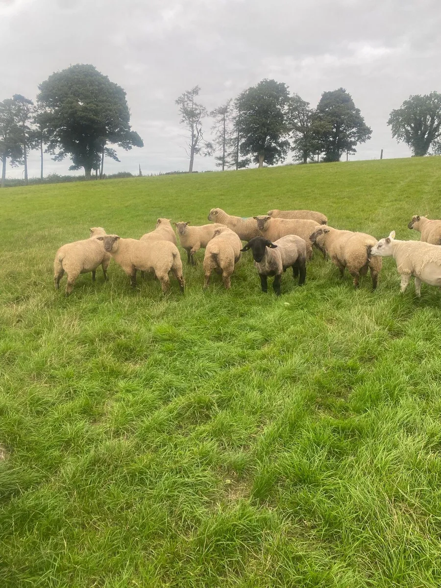 Purebred registered Vendeen Ram Lambs - Image 2