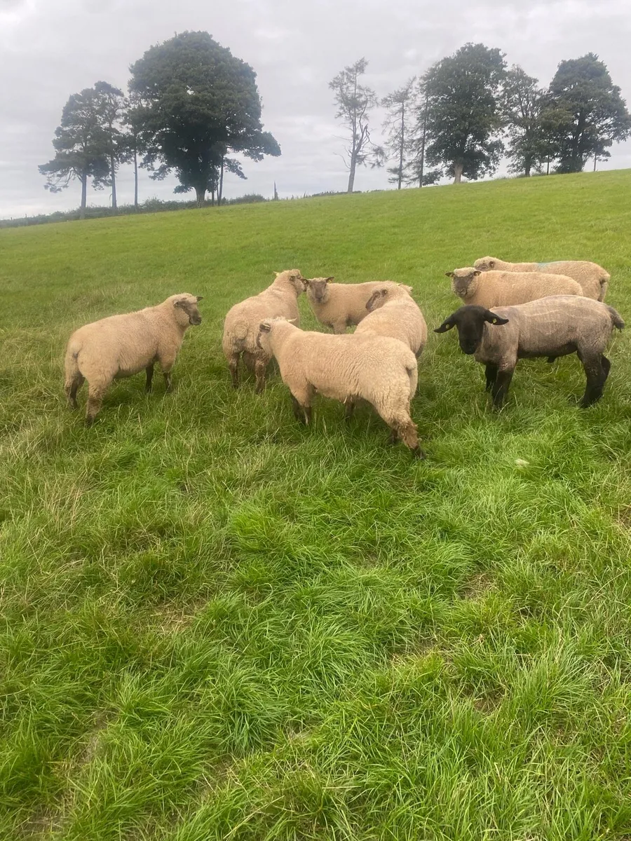 Purebred registered Vendeen Ram Lambs - Image 3