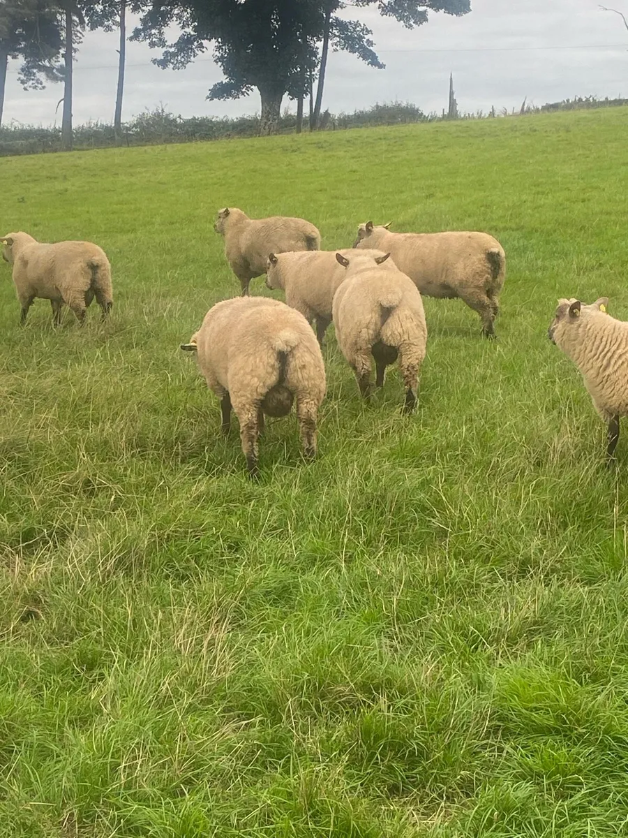 Purebred registered Vendeen Ram Lambs - Image 4