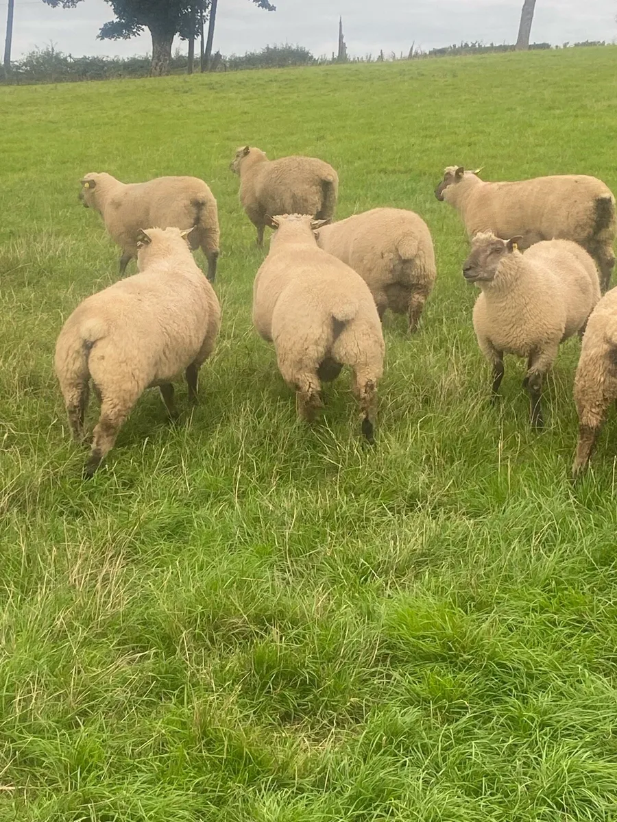 Purebred registered Vendeen Ram Lambs - Image 1