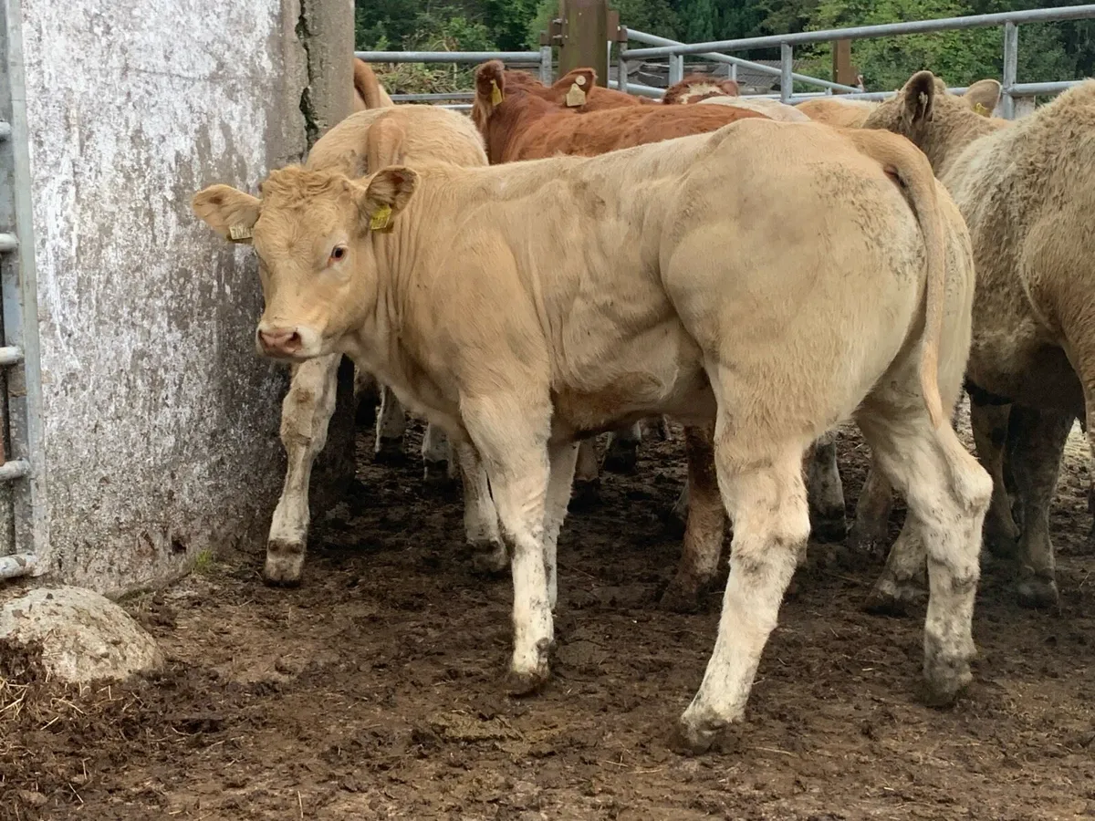 15 u and e grade heifers west bred - Image 2