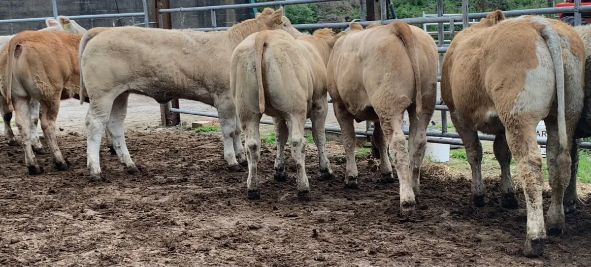 15 u and e grade heifers west bred - Image 3