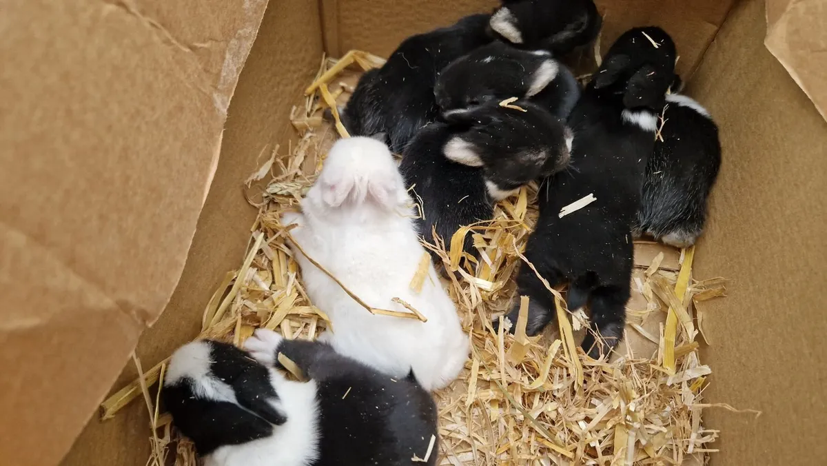 Baby Rabbits