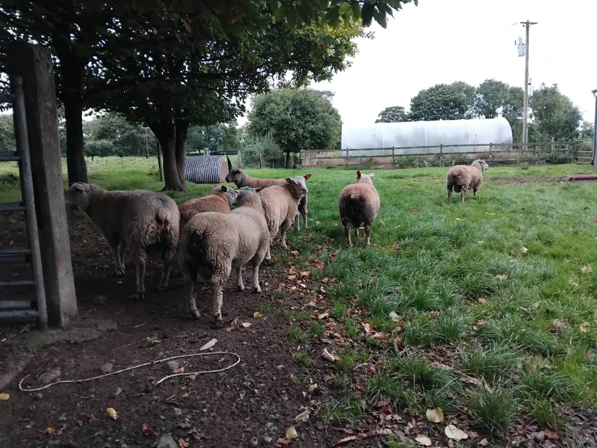Charollais  ram lambs - Image 1