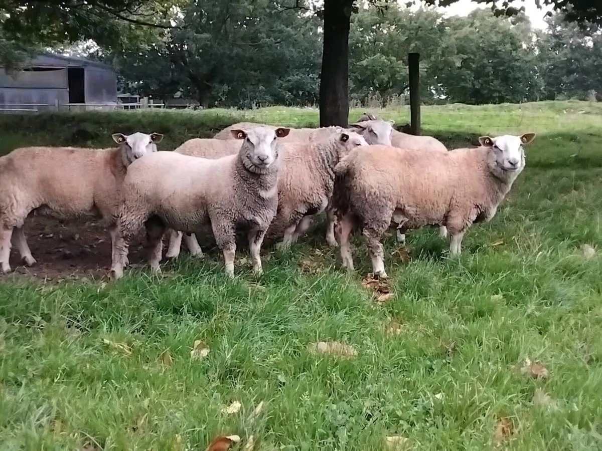 Charollais  ram lambs - Image 2
