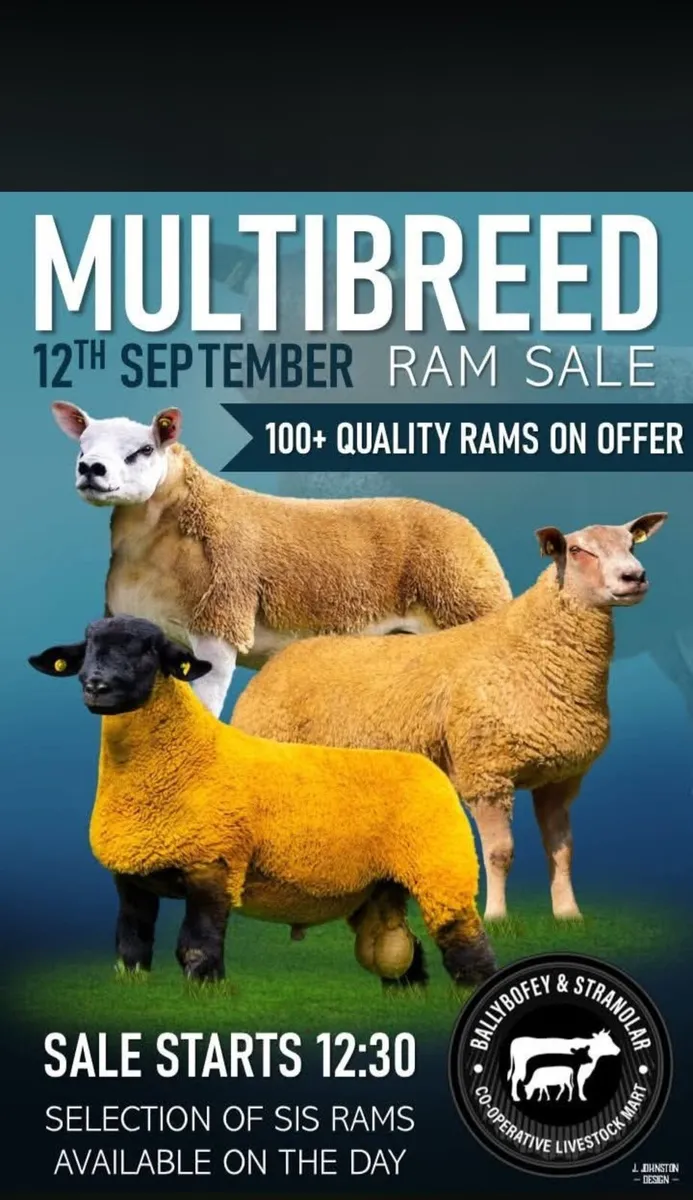 MULTI-BREED RAM SALE. STRANORLAR LIVESTOCK MART - Image 1