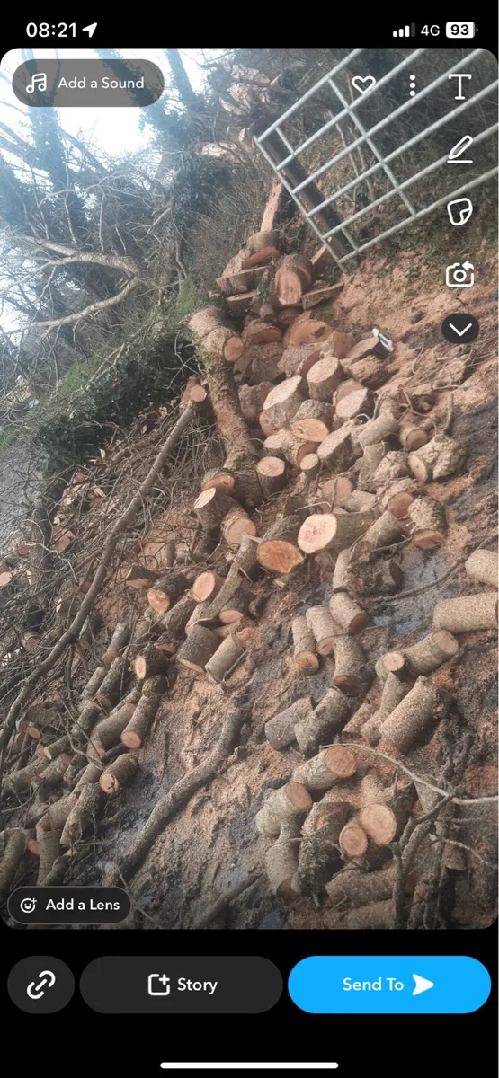Ash firewood - Image 1