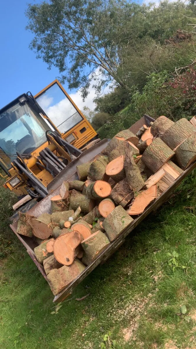 Ash firewood - Image 2