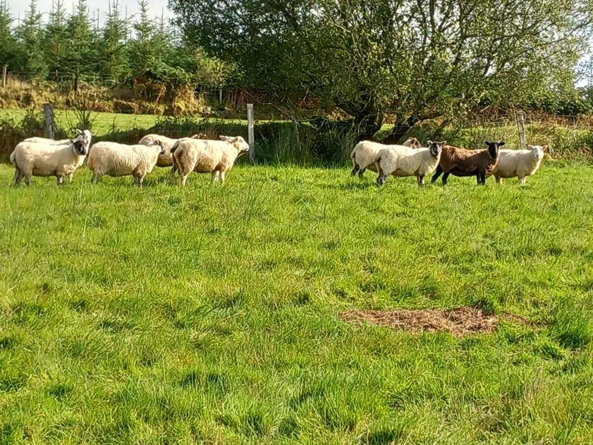 Sheep - Image 2