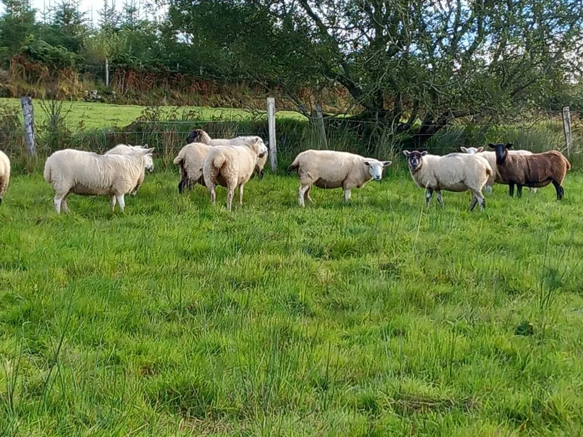 Sheep - Image 3