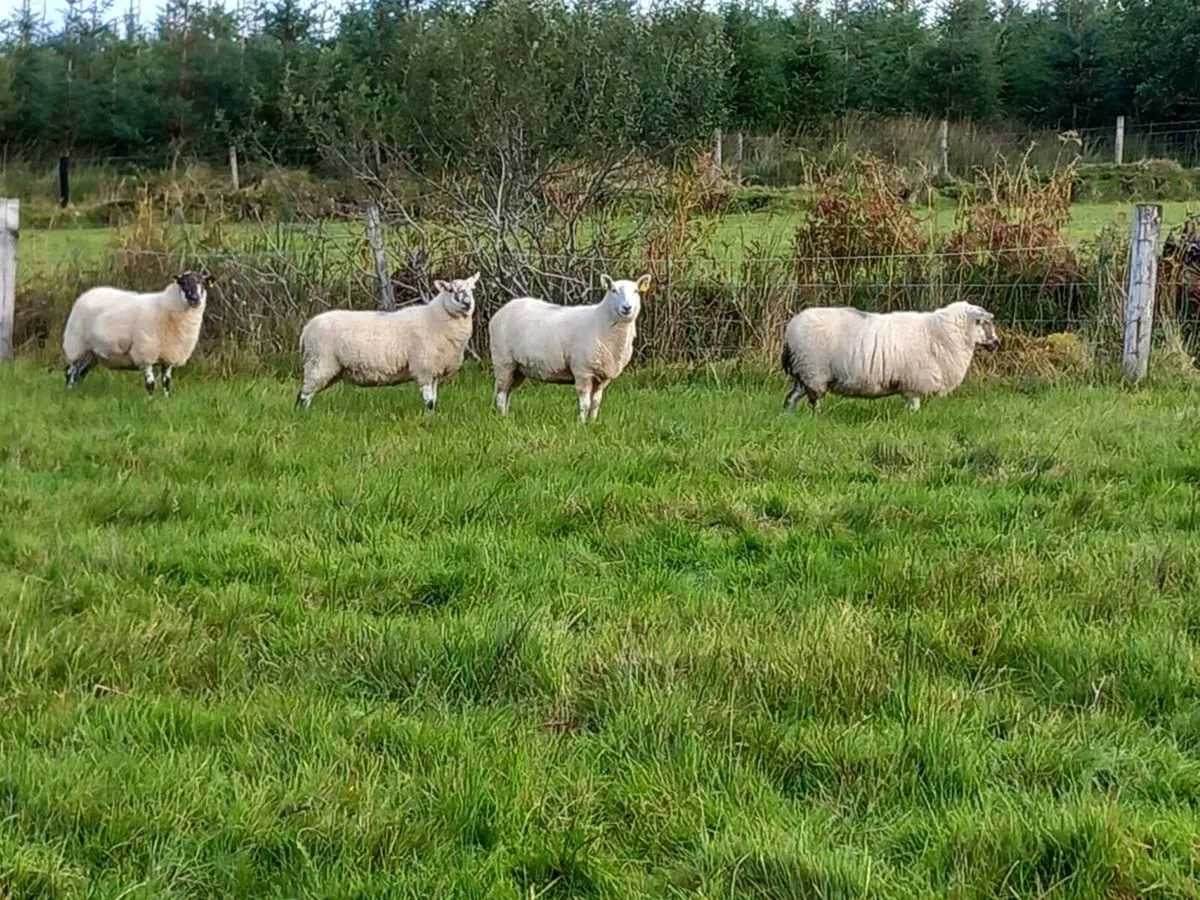 Sheep - Image 4