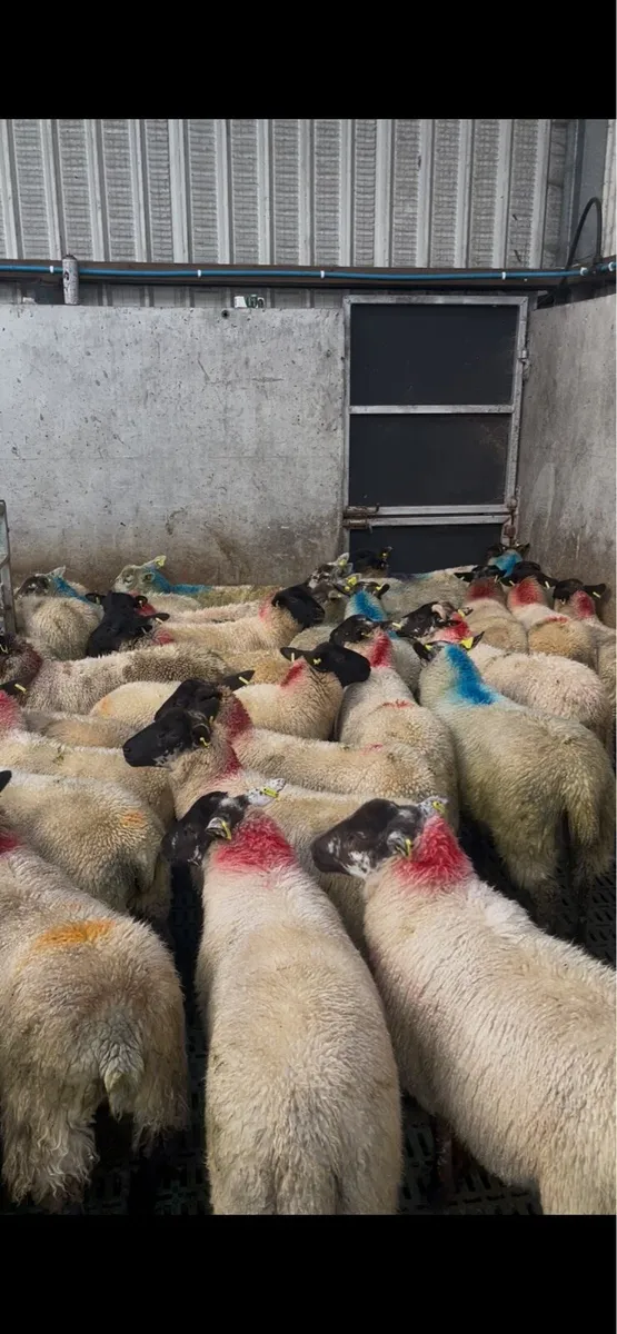 Ewe lambs - Image 1